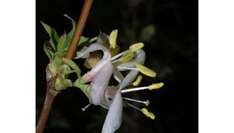 Unbranded Lomatia Plant - Ferruginea