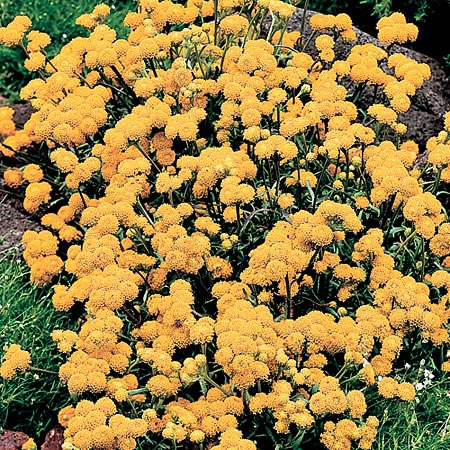 Unbranded Lonas Goldrush Seeds Average Seeds 300