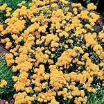 A compact form of this popular plant  bearing clusters of bright golden-yellow `Everlasting` flowers