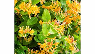 An evergreen twining climber with new foliage emerging a bronze colour fading to green as it matures. Fragrant deep coppery-orange blooms. Flowers June-September. Height 2-2.5m (80-98); spread 1.5-2m (60-78). Supplied in a 9cm pot.Fragrant flowersGoo