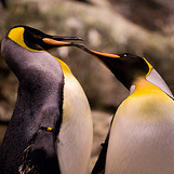 Unbranded Loro Parque One Day Ticket - Adult