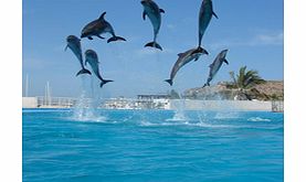 There are many incredible things you can do in Los Cabos, but nothing like the unforgettable experience of interacting with our marine friends, the dolphins.