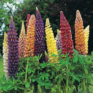 With an exciting and colourful range of robust  densely packed flower spikes produced in early summe