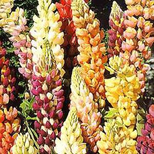Unbranded Lupin Dwarf Gallery Mixed Seeds