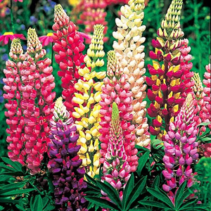 These plants develop ornamental foliage and stems of closely packed small flowers with a good colour