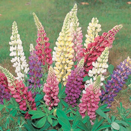 Unbranded Lupin Gallery Mixed Plants Pack of 16 Plug