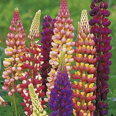 Unbranded Lupin Gallery Mixed Plants Pack of 5 Pot Ready