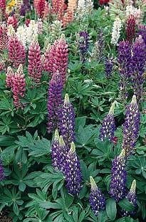 Unbranded Lupin Gallery x 5 plants