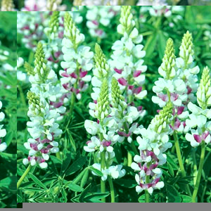 Lupin Pink Fairy Seeds