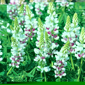 Lupin Pink Fairy Seeds