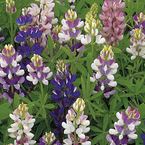 A dwarf  hardy annual Lupin in soft delicate shades of blue  mauve  rose  pink  lavender and white i