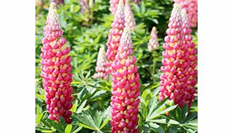 Unbranded Lupin Plant - Tequila Flame