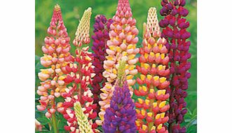 Unbranded Lupin Plants - Gallery Mix
