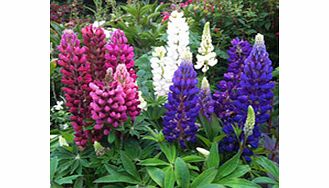 Unbranded Lupin Plants - Lupini Mix