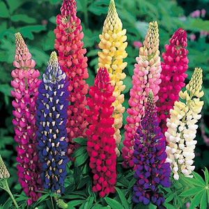 Lupin Russell Mix Seeds