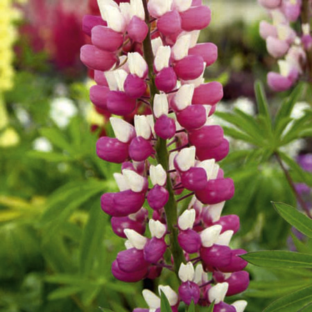 Unbranded Lupin The Chatelaine Plants Pack of 3 Pot Ready
