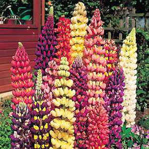 Tutti FruttiT offers a mouth watering range of attractive bicoloured flowers  in many different colo