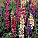 Thickly set spikes of pink  salmon  red  yellow and white flowers. Sow early under glass to flower t