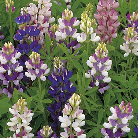 Unbranded Lupinus Pixie Delight Mixed Seeds Average Seeds 35