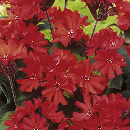 Unbranded Lychnis Molten Lava Plants Pack of 16 Pot Ready