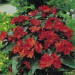 Unbranded Lychnis Orange Plants