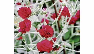 These clump-forming plants have silvery-grey felt-like foliage topped in summer by a profusion of little white flowers. Dead-head to encourage re-blooming. Height 60cm (24). Middle of border variety. Gardeners World - Magenta-red fully double. Flower