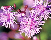 Unbranded Lychnis Plants - Jenny Offers