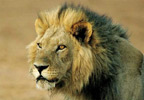 Maasai Mara Wild Weekend for Two