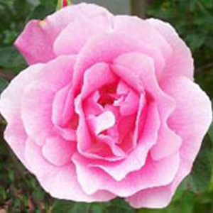 Unbranded Madame Gregoire Climbing Rose (pre-order now)