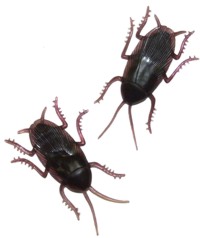 Unbranded Magnetic Cockroach (Pk2)