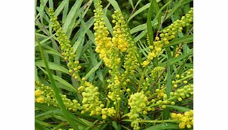 Unbranded Mahonia Soft Caress Plant