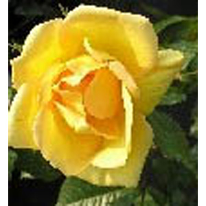 Unbranded Maigold Climbing Rose (pre-order now)