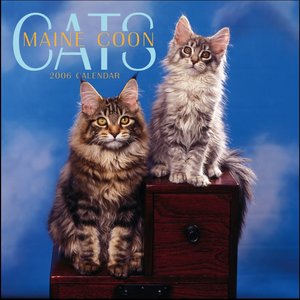 Maine Coon Cats Calendar