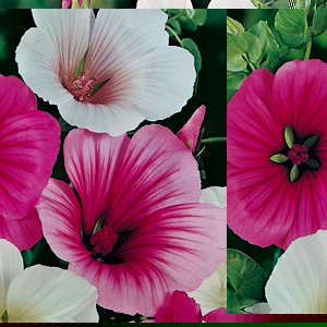 Unbranded Malope Strawberries and Cream Seeds