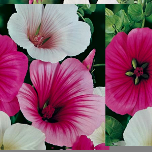 Unbranded Malope Strawberries and Cream Seeds