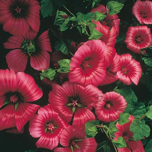 An ideal choice to fill a sunny border with its red  crimson-veined blooms. Hardy annual. Height 75c