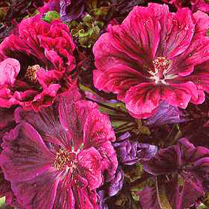 Beautiful rich purple pink flowers veined deep glossy purple  some loosely double like Old Fashioned