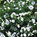 Unbranded Malva Moschata Alba Seeds 426860.htm