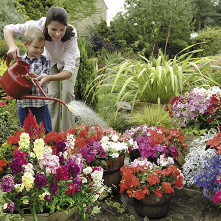 Unbranded Mammoth Miniplant Flower Collection - 540 Plants