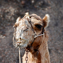 Unbranded Manolos Camel Safari - Adult
