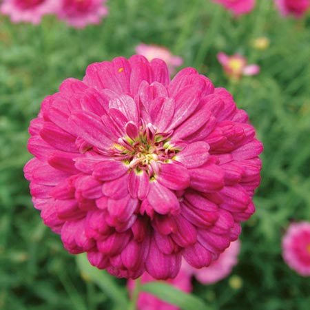 Unbranded Marguerite Cherry Harmony Plants Pack of 5 Pot