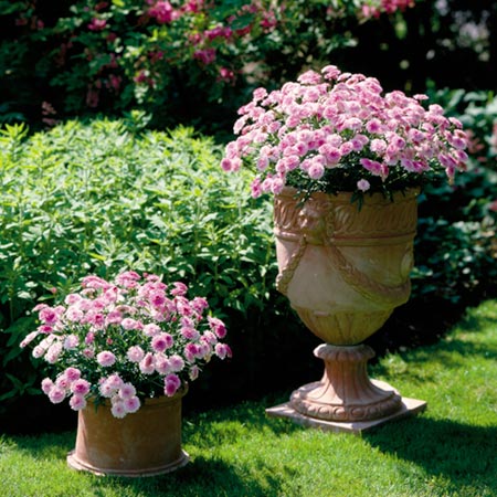 Unbranded Marguerite Plant Collection Pack of 12 Pot Ready