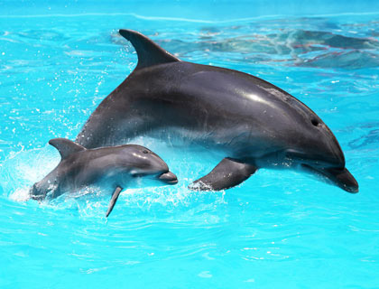 Unbranded Marineland and Katmandu