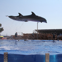 Unbranded Marineland from East of Majorca - Adult