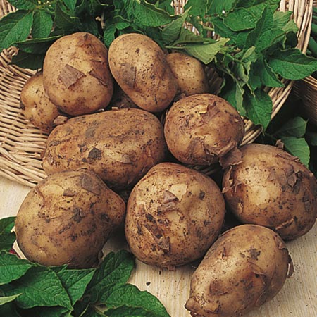 Unbranded Maris Bard Potatoes - 3 kg (First Early) 3 kg