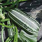 Unbranded Marrow Bush Baby Seeds 439579.htm