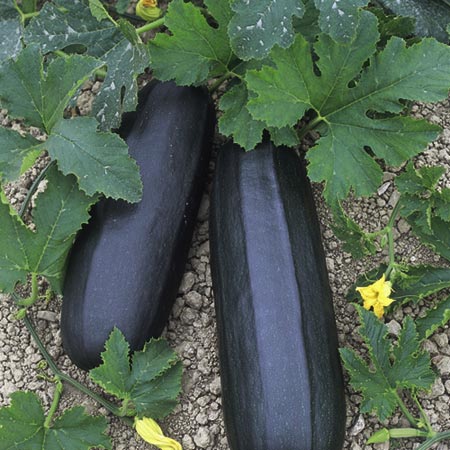Unbranded Marrow Long Green Seeds Seeds 15