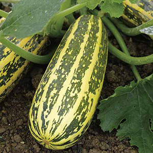 Unbranded Marrow Tiger Cross F1 Seeds