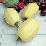 Unbranded Marrow Tivoli F1 Seeds