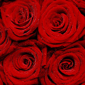 images of flowers and roses. of Red Roses - flowers